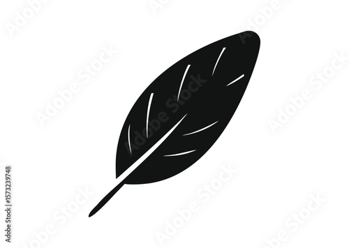Bird feather Vector, Bird feather Icon Illustration