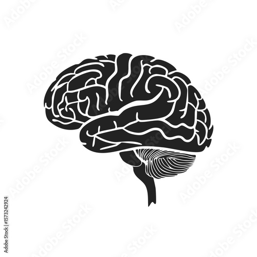 Human Brain Anatomical Illustration Side View Brainpower Intelligence Neurology Neurosurgery
