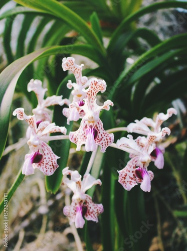Orchid Vanda Suavis - Vanda tricolor variant closeup 