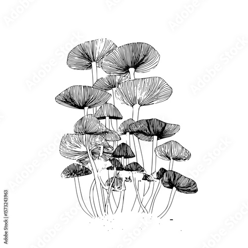 A detailed black and white drawing of a cluster of mushrooms with thin stems and striped caps art