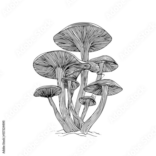 A detailed black and white drawing of a cluster of mushrooms with intricate line work and varied sizes
