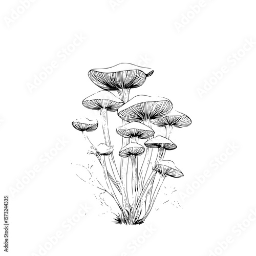 Illustration of a cluster of mushrooms with thin stems and cap details in black and white ink style art