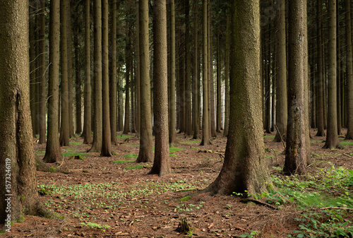 trees in forest 