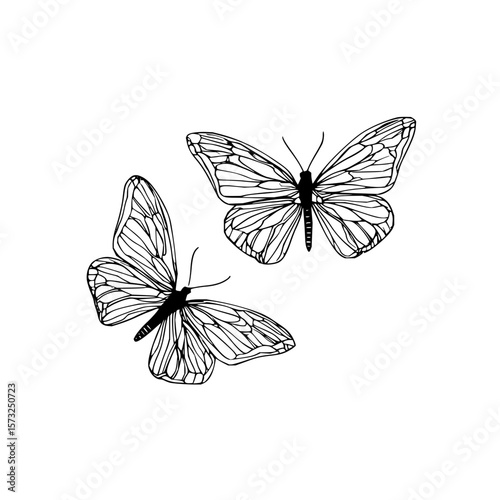 Two detailed butterfly outlines with intricate wing patterns displayed on a white background design art