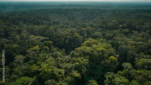 AI Monitored Amazon Rainforest with Drones