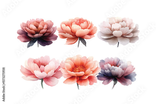 Six watercolor peony heads display gradient pastel shades beautifully on a clean, transparent background