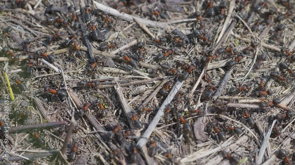 A Busy Ant Colony foraging on the Forest Floor, showcasing natures intricate dynamics