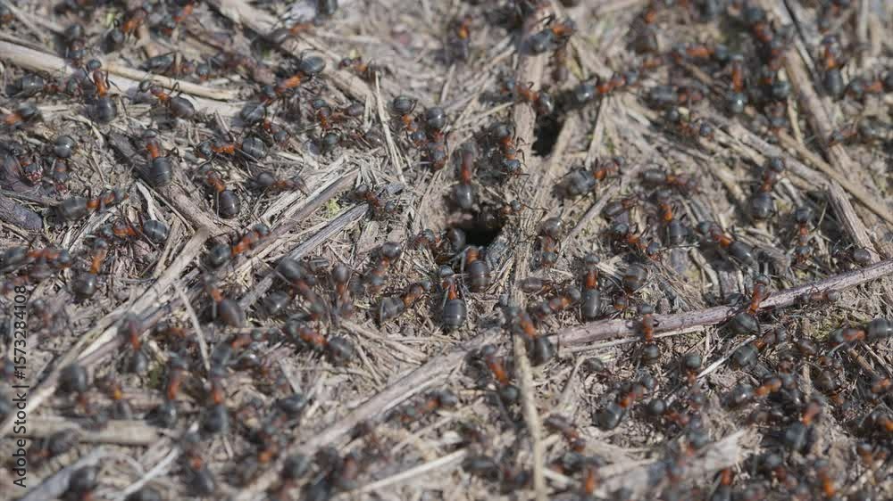 Exploring Ant Colony Activity and Its Impact on Soil Ecosystems and Biodiversity