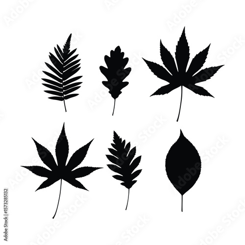 Collection of Six Silhouette Leaf Illustrations Oak, Fern, Maple, and More