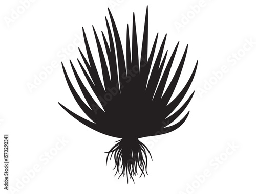 Allium sativum Plant Silhouette Vector Image