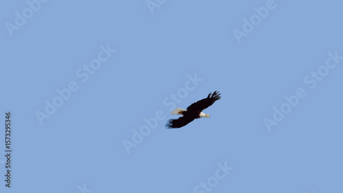 Low angle view of a Bald Eagle flying in the sky, Alaska, USA