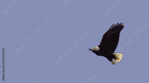 Low angle view of a Bald Eagle flying in the sky, Alaska, USA