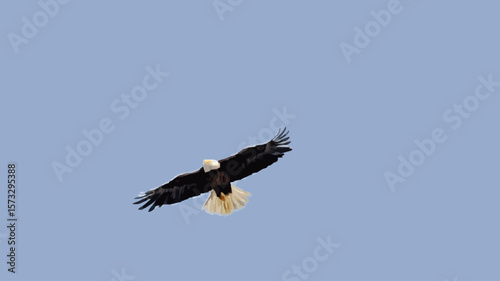 Low angle view of a Bald Eagle flying in the sky, Alaska, USA