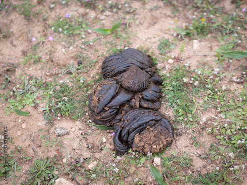 Fresh cow dung on rural soil surface