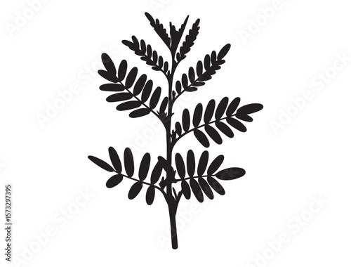 Green Gram Plant Silhouette Vector Image