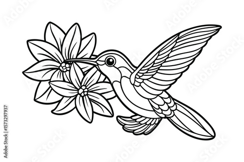 Cute hummingbird fluttering wings for kids coloring book Vector illustration