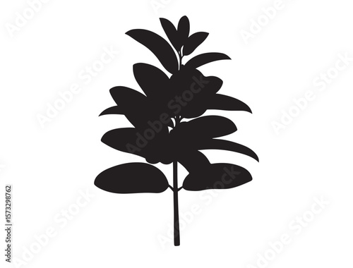Psidium guajava plant Silhouette Vector Image