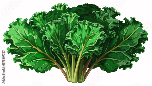  close up A bunch of organic kale, with curly, dark green leaves and strong stems, stands upright like a leafy bouquet, symbolizing energy, detox, and clean eating in modern design.. White background