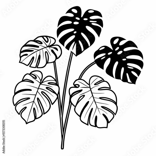 Monstera plant leaves illustrated in a striking black vector design showcasing five lush, vibrant leaves with distinctive perforations, ideal for decorating a modern living space or botanical theme
