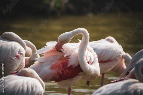 Flamingo