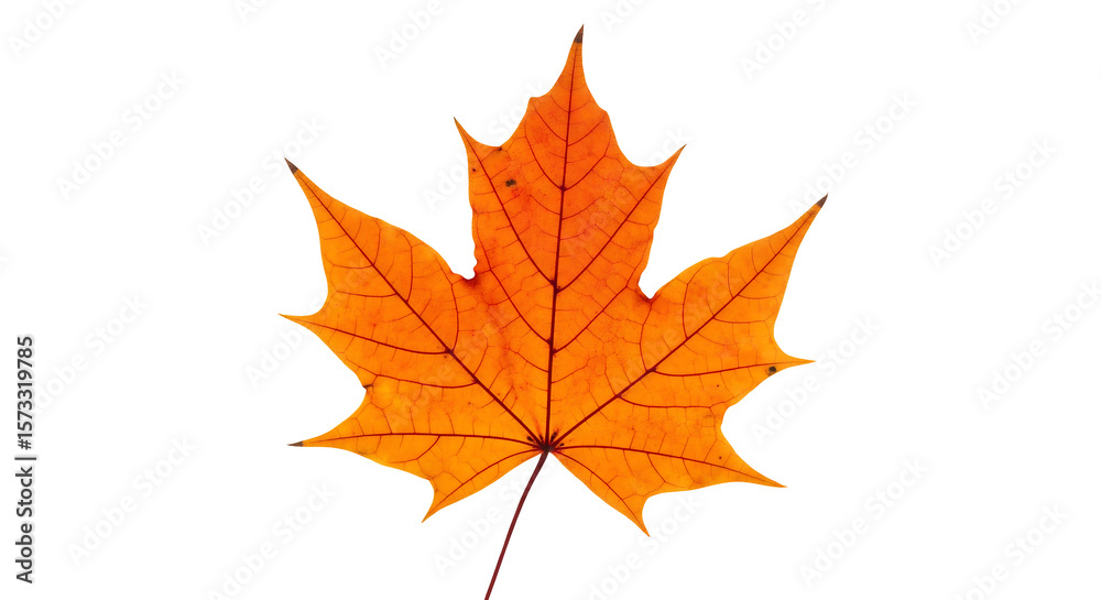Fototapeta premium Orange Maple Leaf – Isolated on Transparent Background