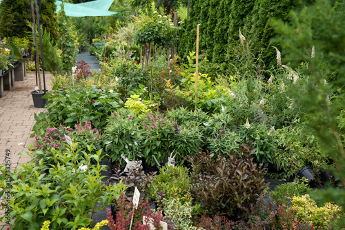 A charming garden center yard filled with various plants, flowers, and shrubs in the warmth of summer sunlight.
