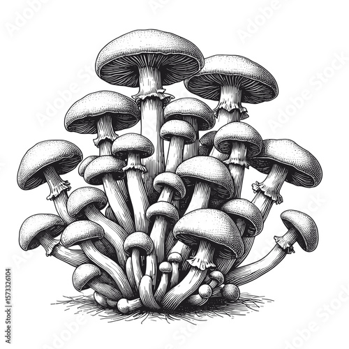  Mushroom cluster in black-and-white illustration for nature projects