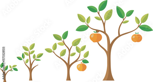 Four trees showing growth stages with orange fruits isolated on a white or transparent PNG background