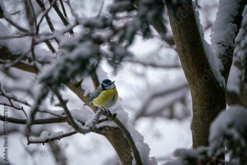 Blaumeise im Winter