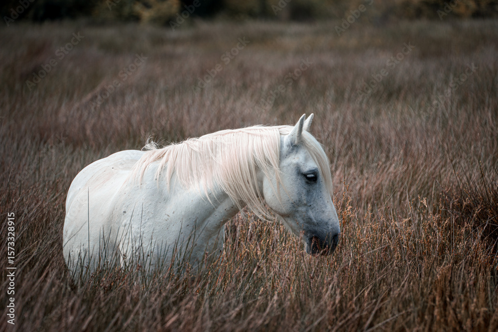 Obraz premium Camargue Pferd