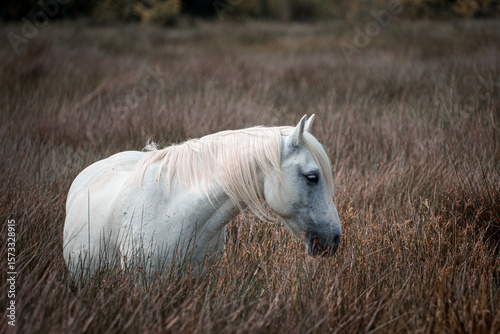 Camargue Pferd