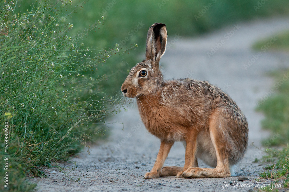 Fototapeta premium zając na drodze