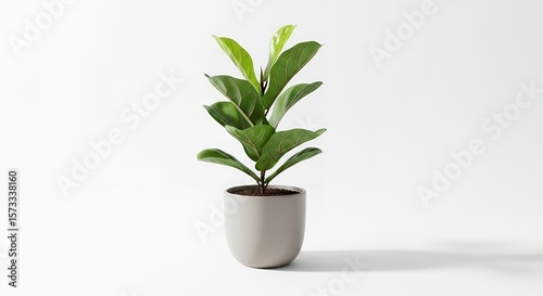A vibrant green fiddle leaf fig plant in a modern grey pot on a clean white background.