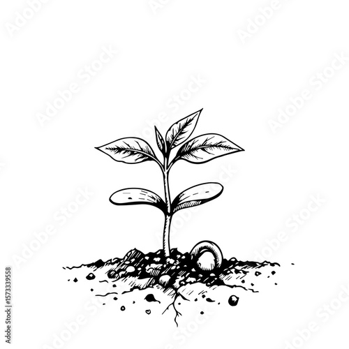 Plant sketch showing seedling growing from seed, with detailed line art and stippling. Plant sketch illustration features new life sprouting from fertile soil, tiny roots reaching down,
