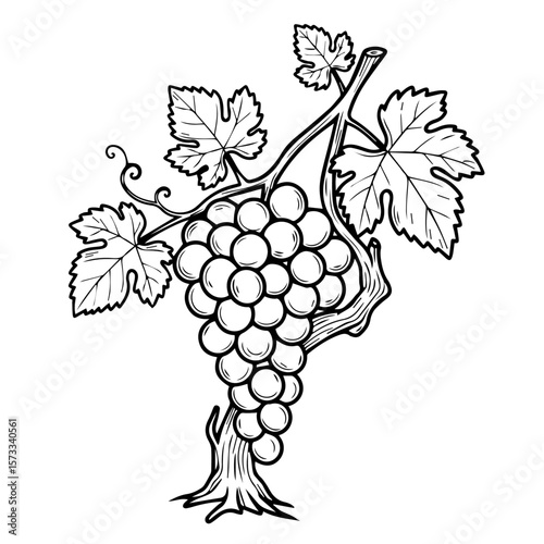 Grape drawing shows sketched bunch of grapes with detailed leaves and intricate vine details. Grape drawing showcases nature's fruit bounty in artistic lines, suitable for various design purposes.