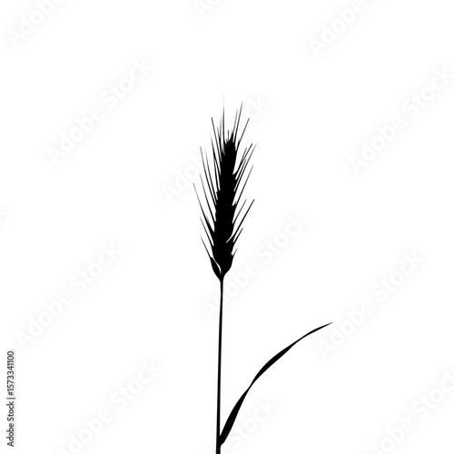 Black silhouette of wheat with single leaf for agricultural design. Wheat silhouette in stark black and white conveys simplistic beauty, ideal for branding.