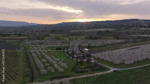 Aerial view of cherry orchard in full blossom under clear skies, France