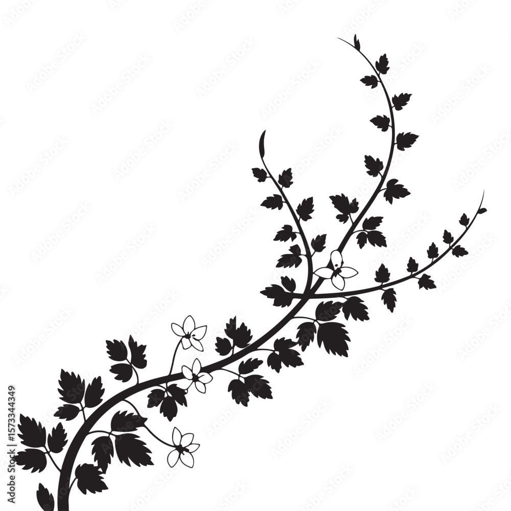 Naklejka premium Elegant black silhouette of a delicate flowering vine with leaves on white background