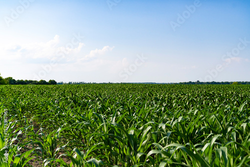 Green cornfield under blue sky with trees on the horizon. Landscape agricultural photography with copy space. Summer countryside and farming concept. Design for poster, banner, and wallpaper.
