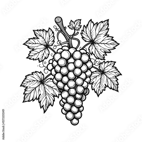 Elegant black and white grape cluster illustration