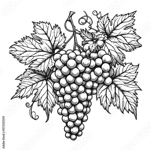 Vintage grape cluster with detailed leaves