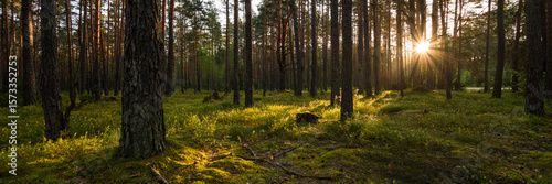 Obraz DiBond z motywem summer pine green forest with mossy hummocks and sun rays from behind trees. morning landscape. idyllic side widescreen panoramic view in 15x5 format