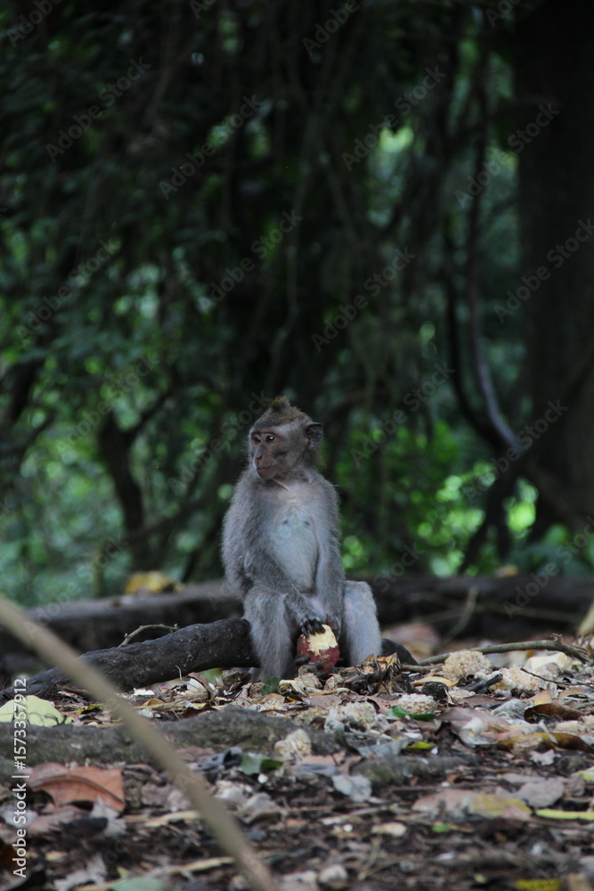 monkey monkey