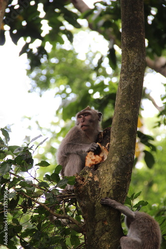 monkey