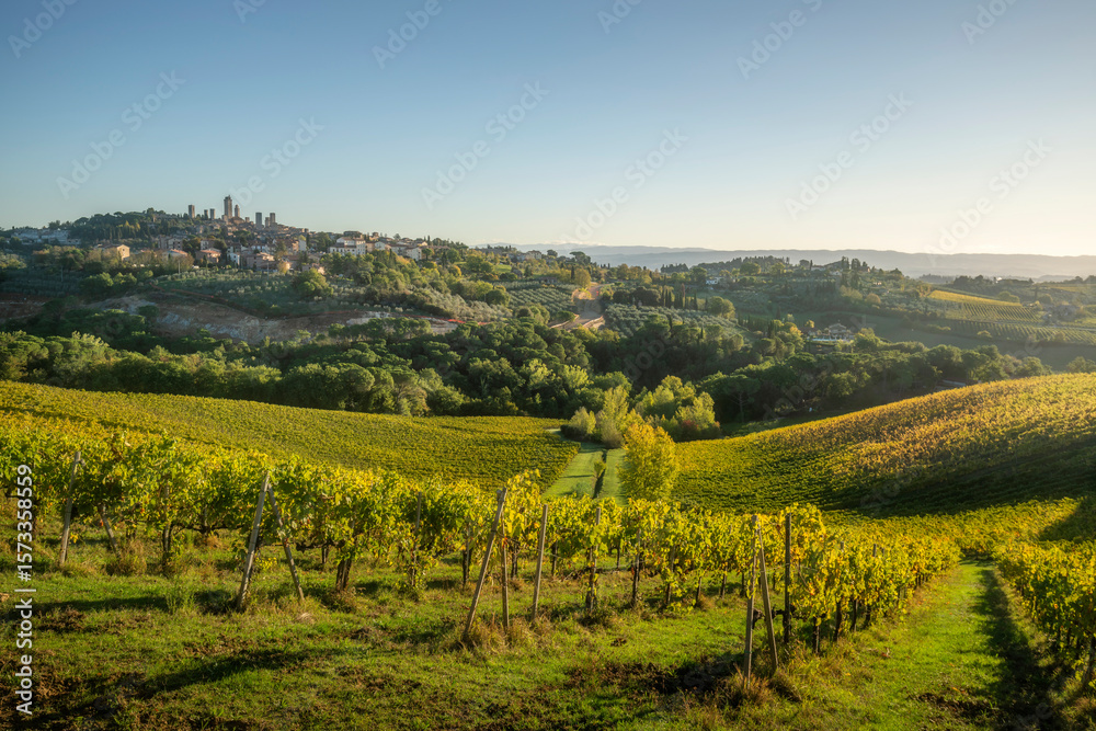 Obraz premium Vineyards in the San Gimignano countryside. Tuscany, Italy