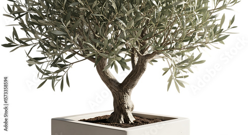 A mature olive tree with a thick trunk in a square planter isolated on transparent background