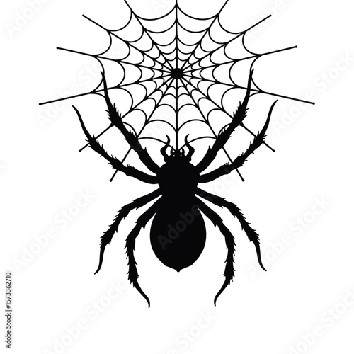 Black silhouette of a spider with a web on a white background and copy space
