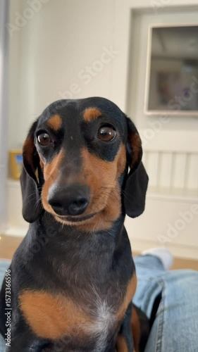 cachorro fofo duchshund em casa 