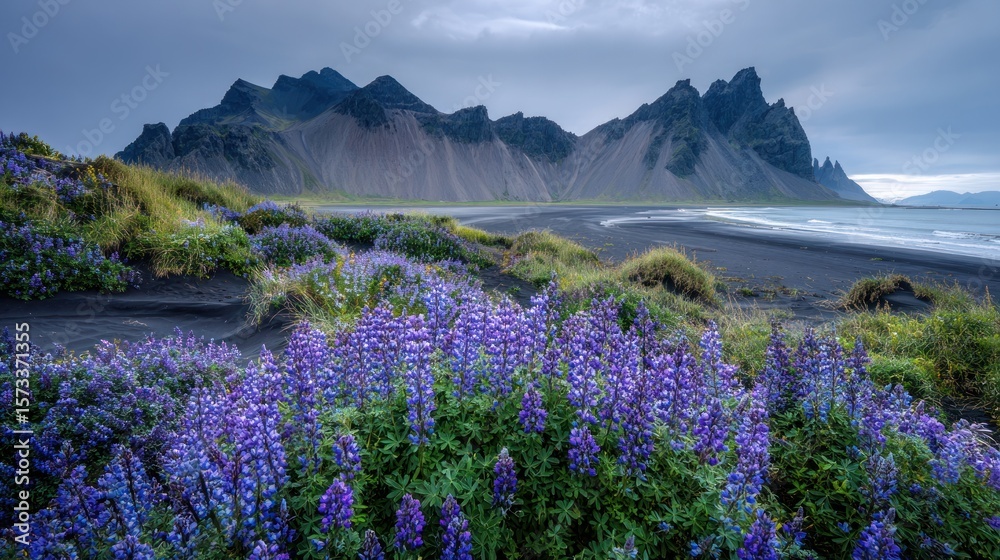 Fototapeta premium Icelandic Coastal Beauty: Lupines Bloom Against Dramatic Mountains