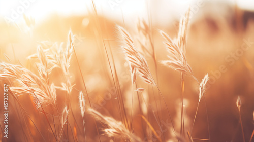 Golden sunlight grass during sunset